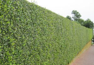 hedge-cutting-maintenance-southwark