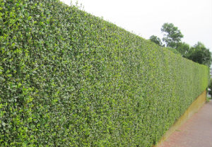 hedge-cutting-maintenance-southwark